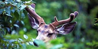 Whitetail Deer